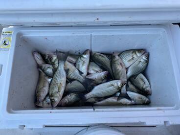 Corpus Christi Report Photo 1