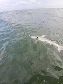 Galveston Report Photo 2