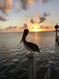 Galveston Report Photo 1