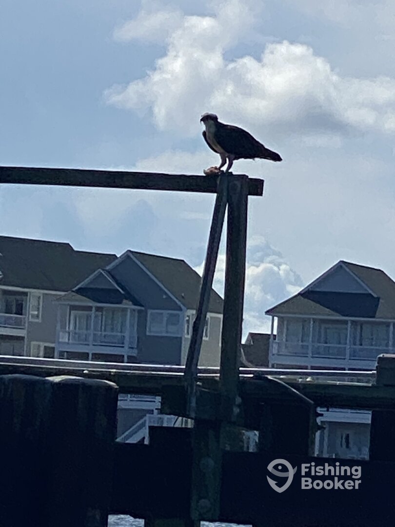 Wanchese Report Photo 0