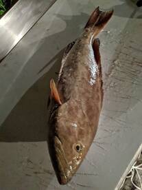 Ruskin Report Photo 1