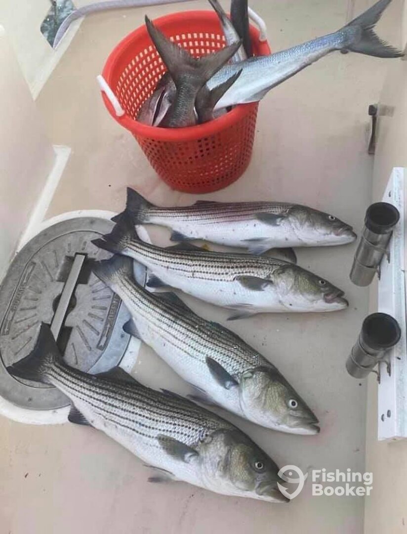 Montauk Report Photo 0