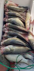 Grapevine Report Photo 1