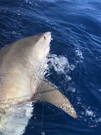 Fort Lauderdale Report Photo 1