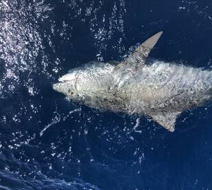 Fort Lauderdale Report Photo 2