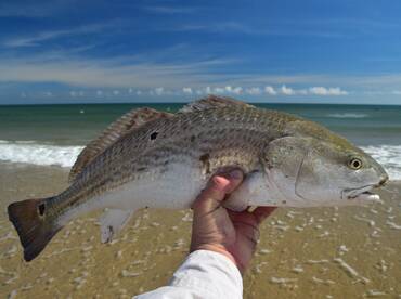 Surf redfish!