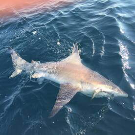 The Bite is getting HOT! 