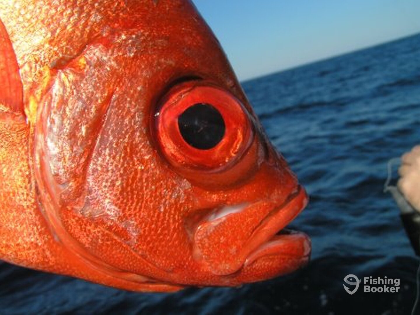 Plenty of OPEN Dates this week