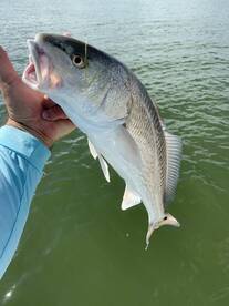 Marco Island Report Photo 1