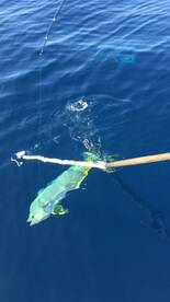 Wide open Dorado fishing