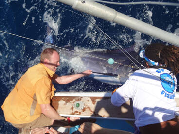 Papagayo marlin fishing in a full day!
