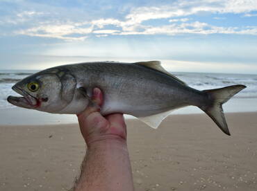 Bluefish