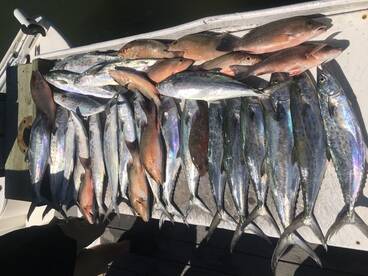 Sarasota Report Photo 2