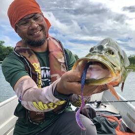Lembah Jernih Peacock Bass
