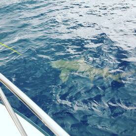 Lemon shark.