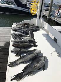 Sea bass opens 10/8 . Hreat fishing and 