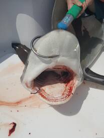 Smile Big ! Bull shark and amberjack 