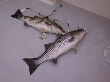 Solomons Report Photo 2