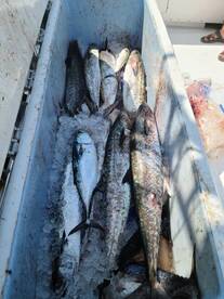 King mackerel and little tunny