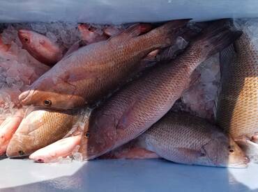 Black snapper and vermillion snapper