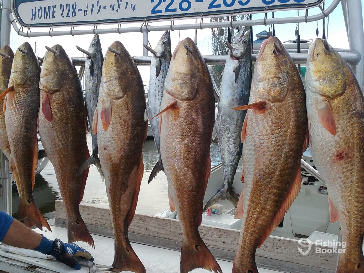 giant reds and mackeral