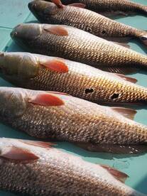 Destin Verslag Foto 2