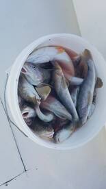 Nags Head Report Photo 2