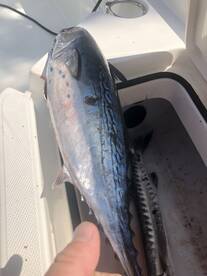 Nokomis Report Photo 2