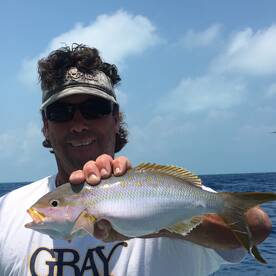 Yellowtail Bite is on !!!