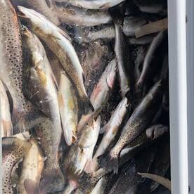 Trout are chewing !!!