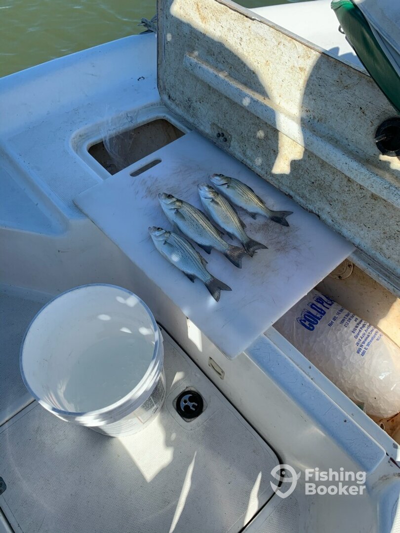 Grapevine Report Photo 0