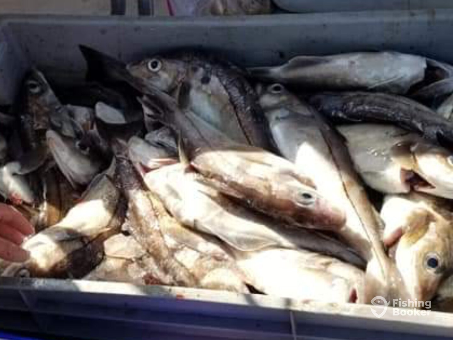 Boston Report Photo 0