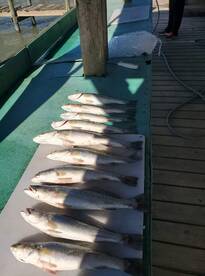 Cooler temperatures brings in the speckl