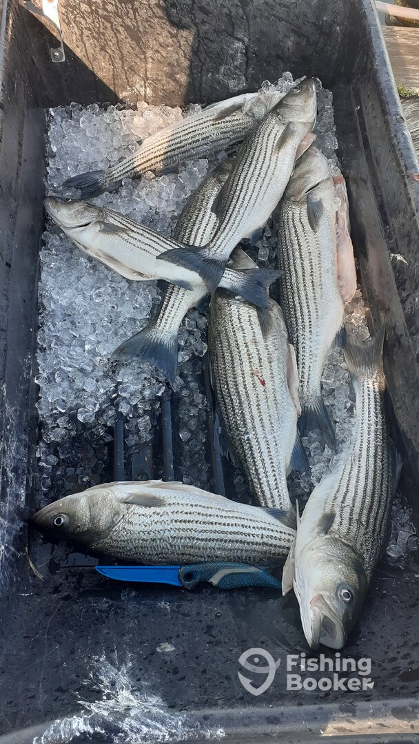 Stevensville Report Photo 0