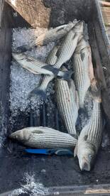 Awesome Fall Fishing