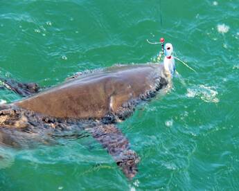 Cobia of New Smyrna Beach