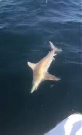 Fulfilling dreams and making memories! 