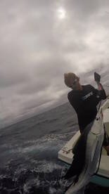 Lots of mahi and sailfish!