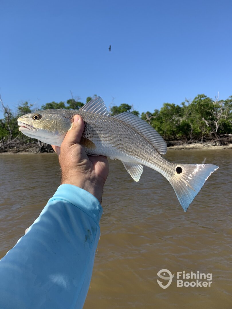 Marco Island Report Photo 0