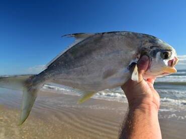 Pompano!  Best tasting fish from our beach.