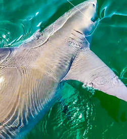 Anna Maria Report Photo 2