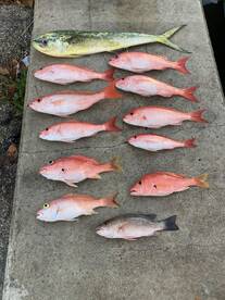 Dania Beach Report Photo 2