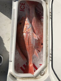 South Padre Island Report Photo 1