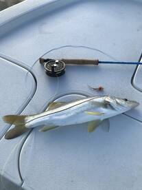 Texas snook on the fly!
