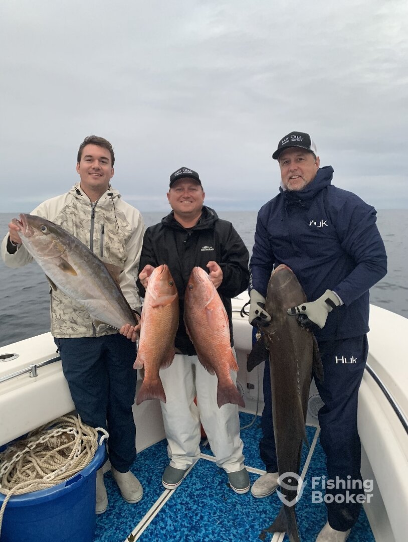 Mangrove snapper, cobia, amberjack