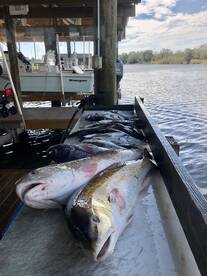 Theriot Report Photo 2