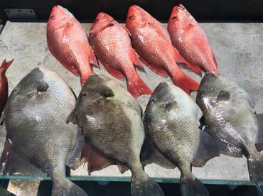 Snapper season action!