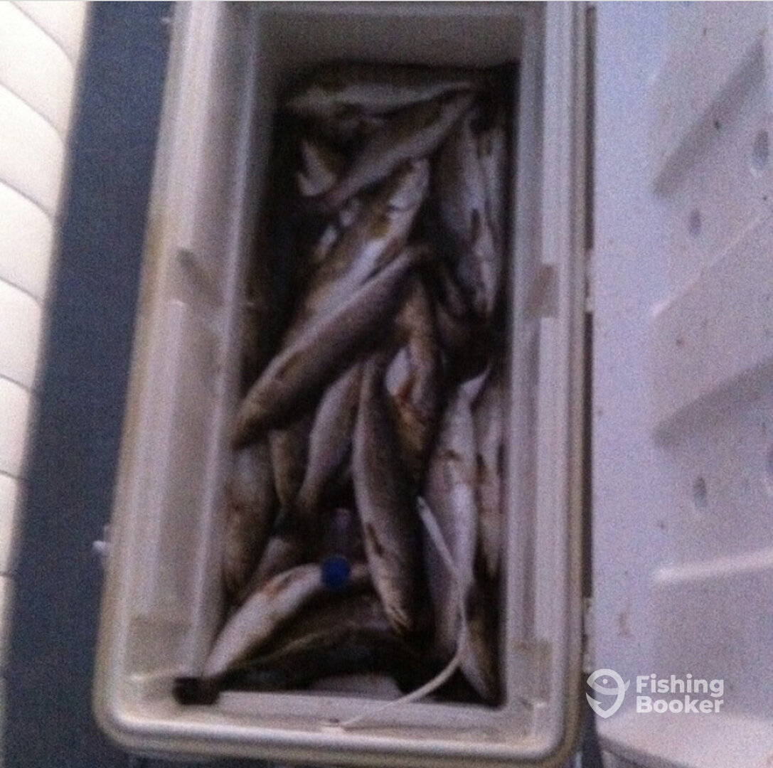 Barataria Report Photo 0