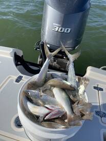 Marco Island Report Photo 2