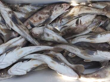 We are not fishing! We are catching!!!